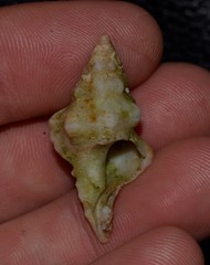 Chicoreus denudatus