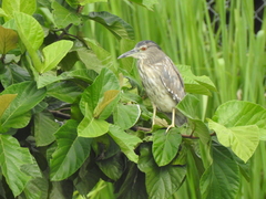 Nycticorax nycticorax