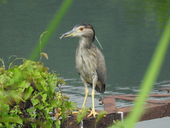 Nycticorax nycticorax