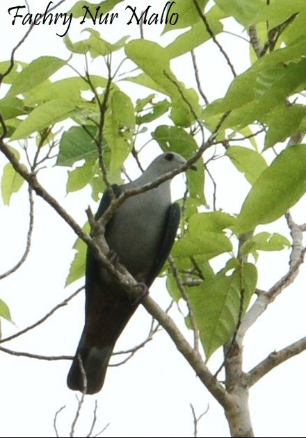 Gray-headed Imperial-Pigeon (Ducula radiata)