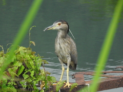 Nycticorax nycticorax
