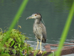 Nycticorax nycticorax