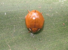 Paraneda pallidula