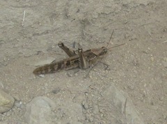 Schistocerca interrita