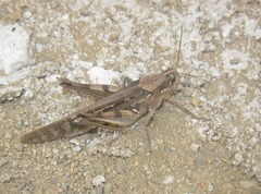 Schistocerca interrita