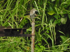 Nycticorax nycticorax