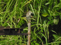 Nycticorax nycticorax