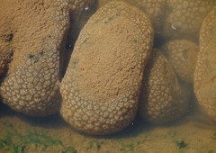 Pectinatella magnifica