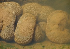 Pectinatella magnifica