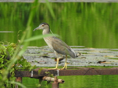 Nycticorax nycticorax