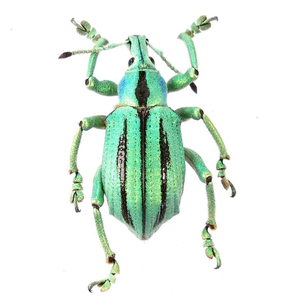 Eupholus cuvieri