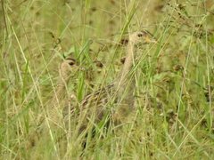 Gallicrex cinerea