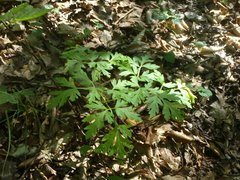 Physospermum cornubiense