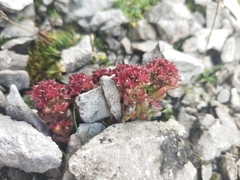 Sedum atratum