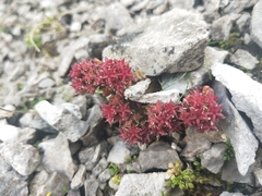 Sedum atratum
