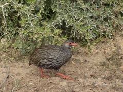 Pternistis afer castaneiventer