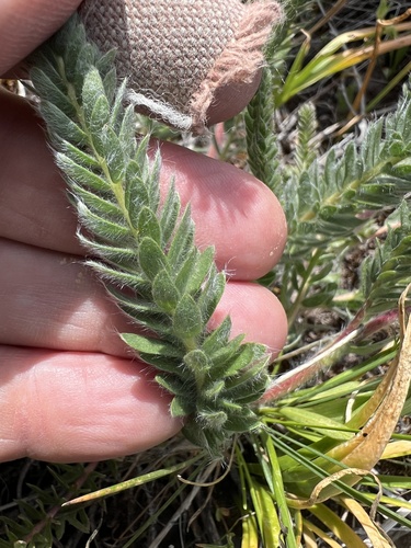 Plumas ivesia (Ivesia sericoleuca)