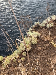 Dudleya virens hassei