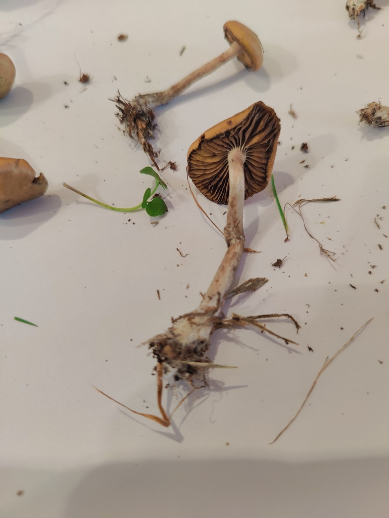 Psilocybe subaeruginosa · May 2025 · photo: © russell_knutson (iNaturalist, cc-by)