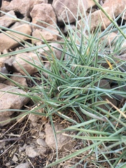 Elymus scribneri