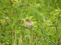Cisticola juncidis
