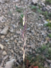 Elymus scribneri