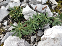 Daphne striata