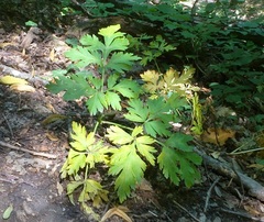 Physospermum cornubiense
