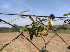 Aristolochia arcuata