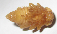 Coleoptera