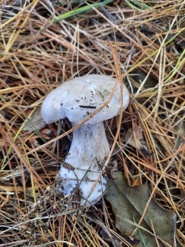 Clitocybe nebularis · May 2025 · photo: © maxxrandomnumbers (iNaturalist, cc0)