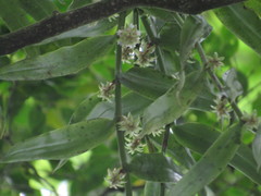 Trichotosia annulata