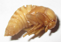 Coleoptera
