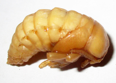 Coleoptera