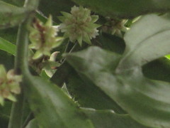 Trichotosia annulata