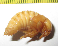 Coleoptera