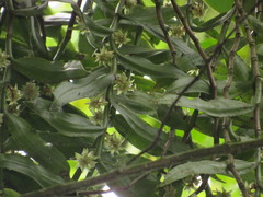 Trichotosia annulata