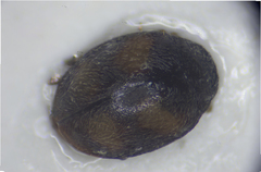 Nephus quadrimaculatus