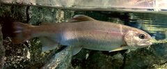 Cherry Salmon photo 3