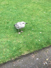Larus argentatus