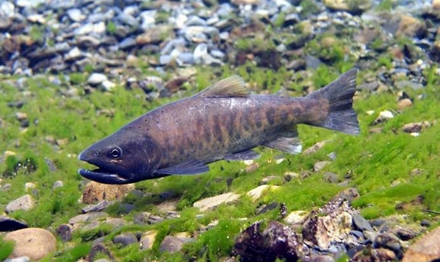 masu