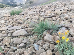 Elymus scribneri