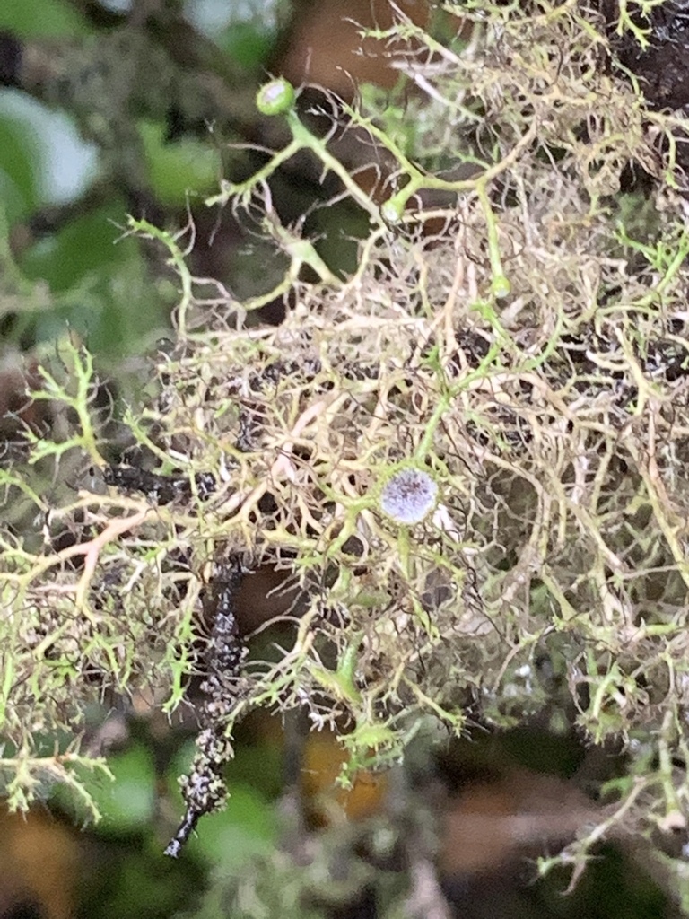Hanging Fringe Lichen