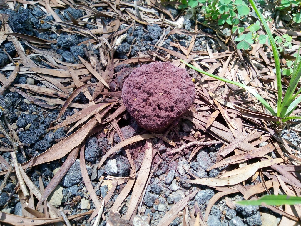Calvatia lilacina · May 2025 · photo: © chenyanjie (iNaturalist, cc-by)