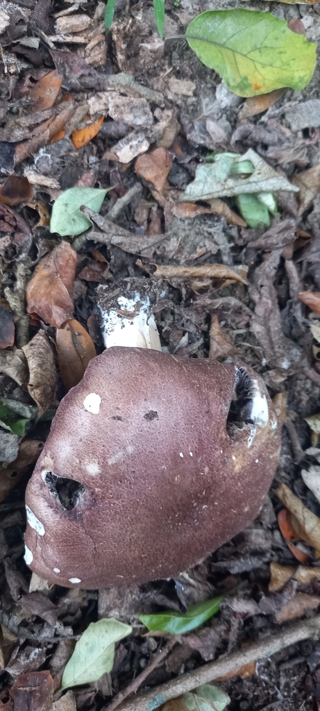 Stropharia rugosoannulata · May 2025 · photo: © lobotaniser (iNaturalist, cc-by-nc)