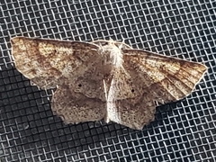 Euchlaena deplanaria