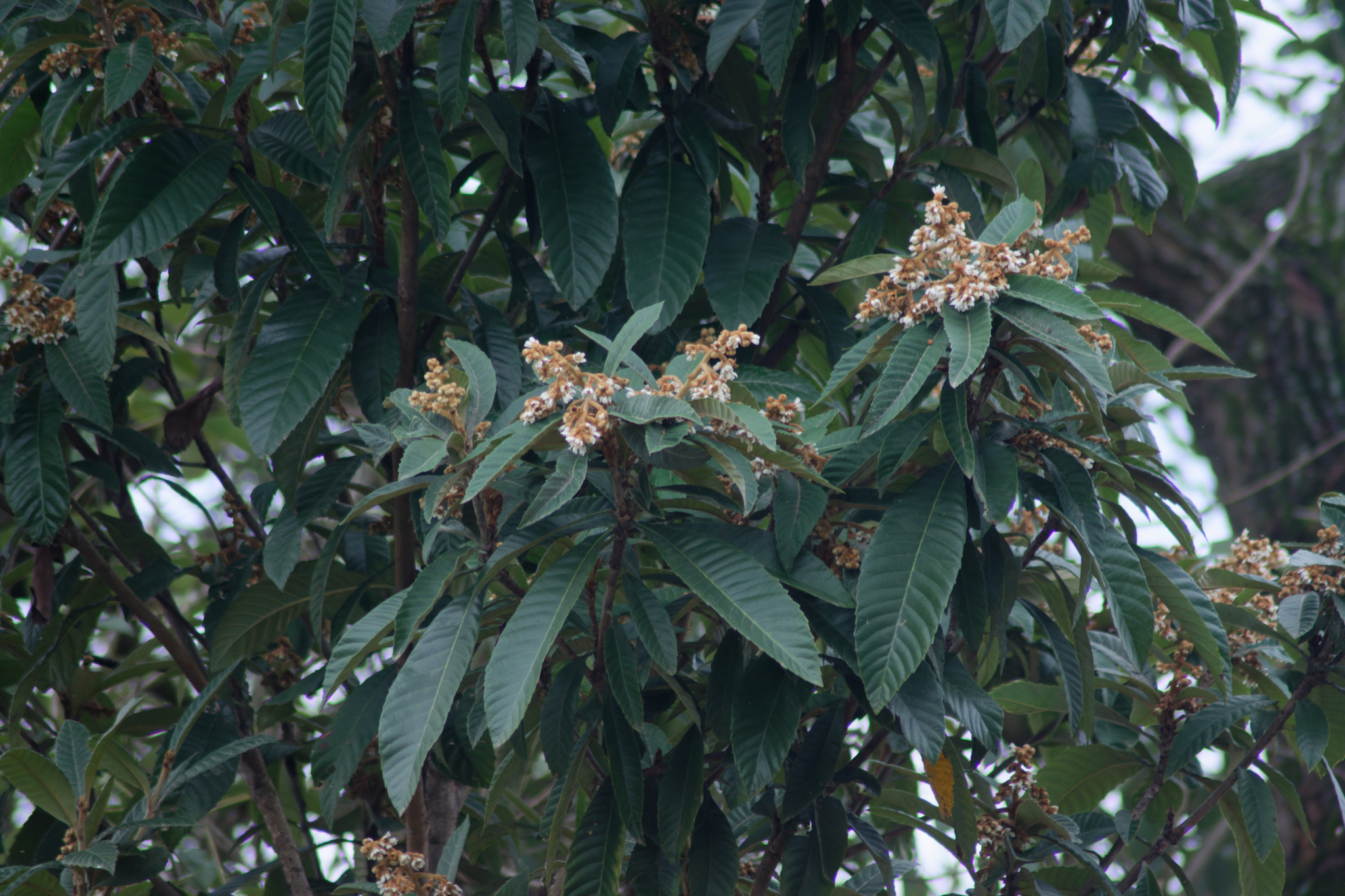 Eriobotrya japonica
