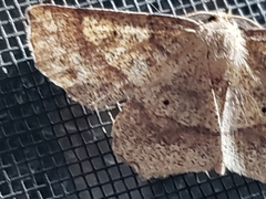 Euchlaena deplanaria