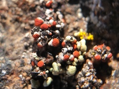 Erichansenia epithallina