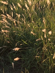 Bothriochloa torreyana